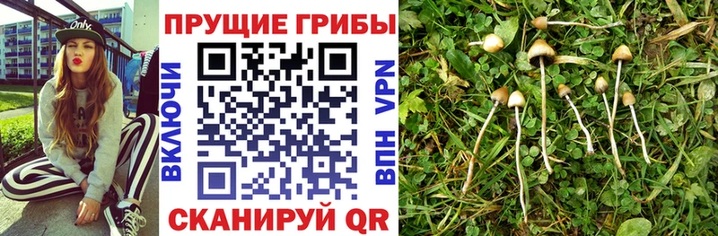 Псилоцибиновые грибы прущие грибы Харабали
